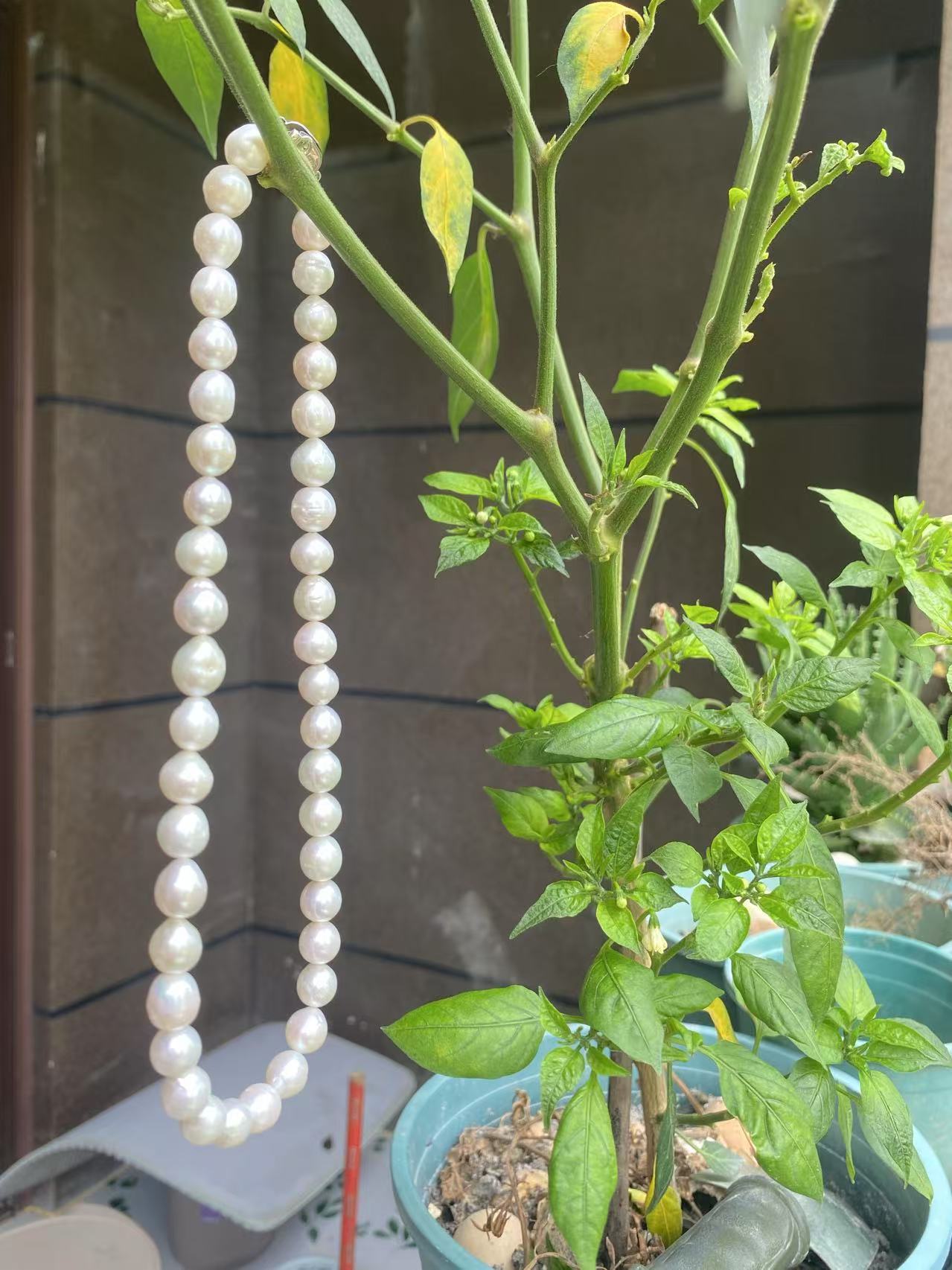 Fresh water pearl Necklace, 10mm, S925